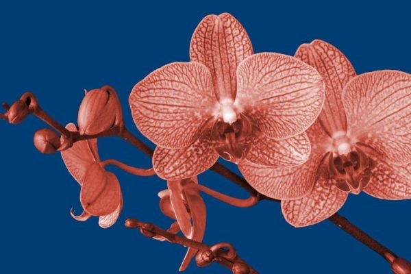 Orchids, Dandelions and HSPs